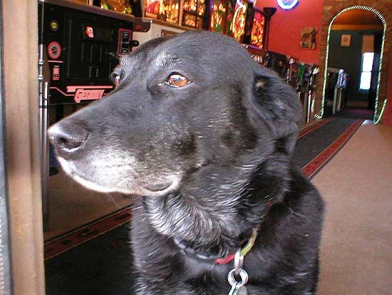 Zoe, the arcade dog